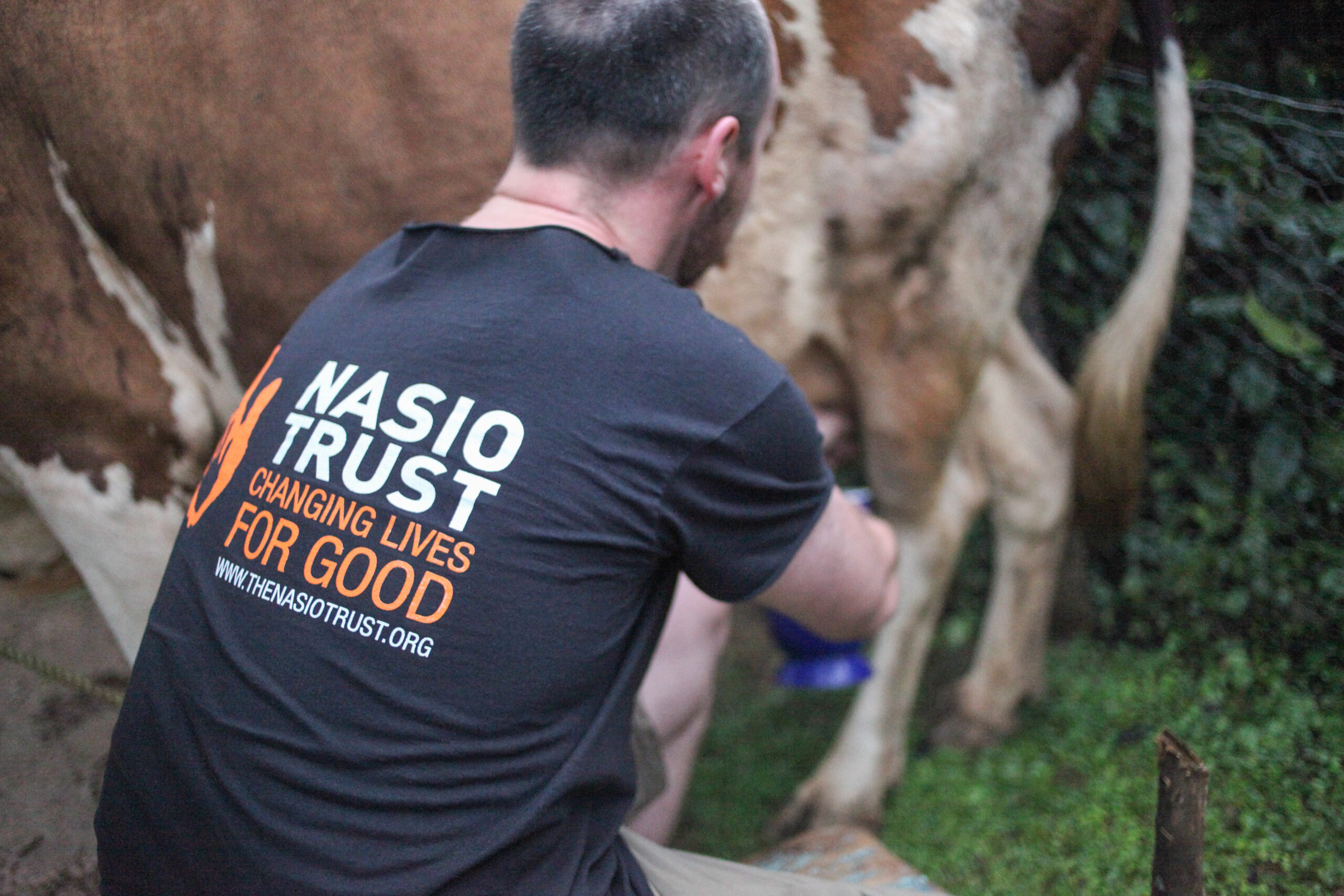 Nasio volunteer milking a cow